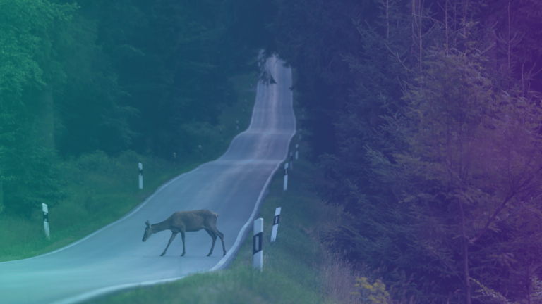 Auto mit Wildschaden verkaufen